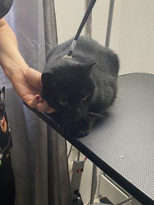 House Pet Grooming and Trainer