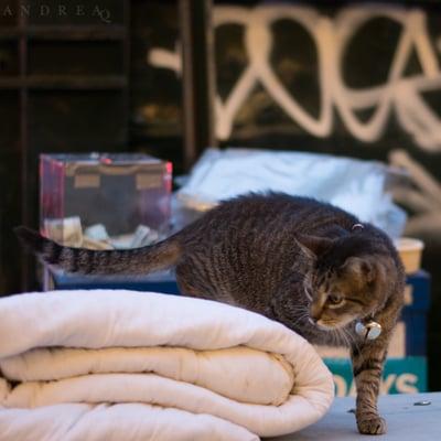 Uptown Cats