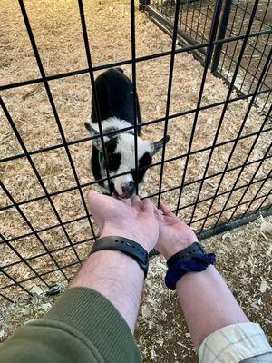 Twin Cities Harvest Festival and Maze