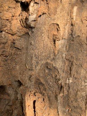 Cheryl's Pest Defense