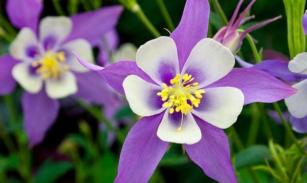 Estes Park Home Finders - Bret Freedman