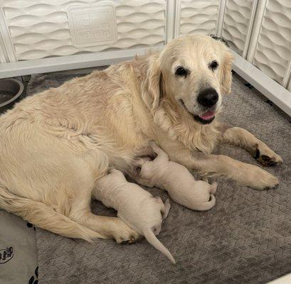 Clara and her two puppies after a needed c-section