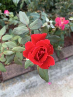 Albeit, enjoyed the beauty of it.