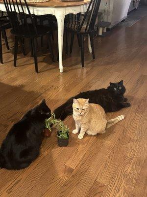 Barnside Veterinary Hospital