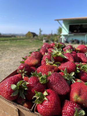 Stony Point Strawberry Farm