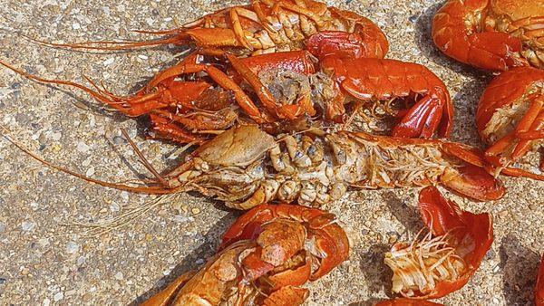 America's Best Crawfish