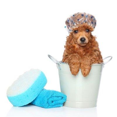 Scrubby Bubbles Mobile Grooming