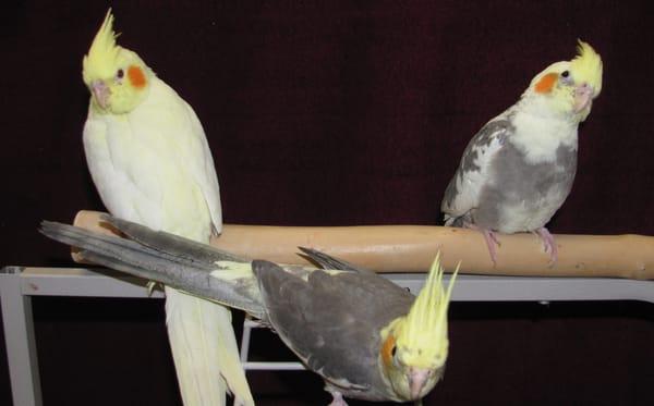 Birds of Paradise From Wall Seed