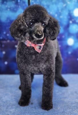 Vickie's Pampered Pet