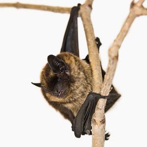 AFE Nuisance Wildlife Control