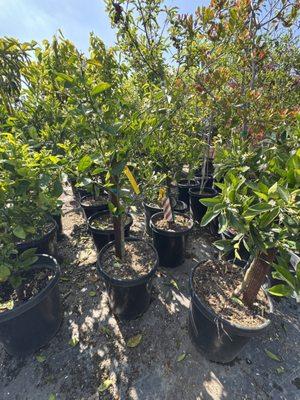Green Tree Nursery