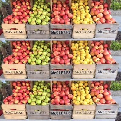 Loads of fresh apples