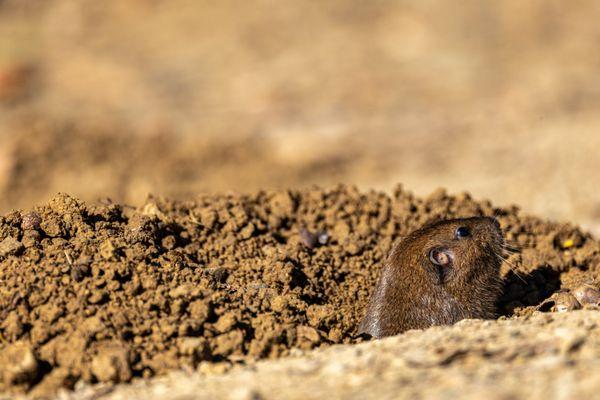 Fremont Older Open Space Preserve