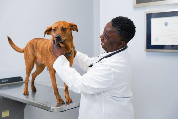 CORE Veterinary Surgical Clinic