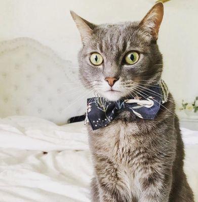 Sandy Paws Animal Clinic