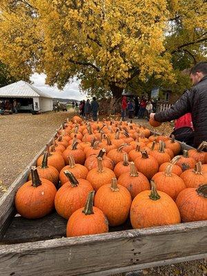 Treinen Farm Corn Maze and Pumpkin Patch