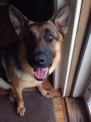 Whales To Tails Pet Care