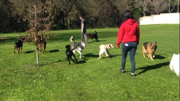 Arcade Creek Kennels