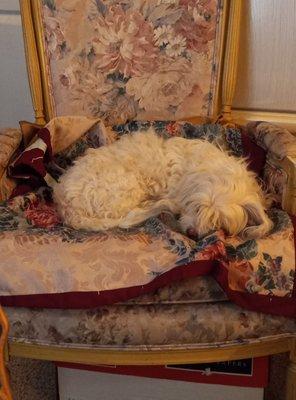 Aggieland Humane Society