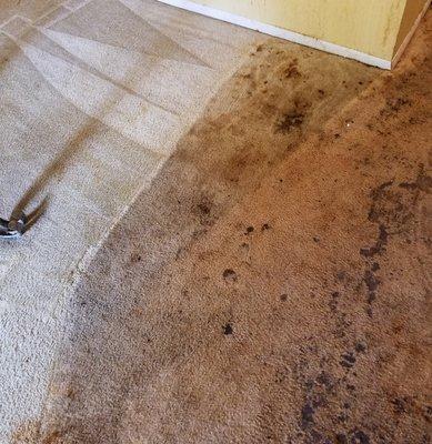 Cleaned with my truck mounted unit and Natural Pretreatment!