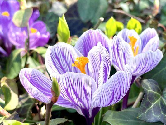 Edgar M. Queeny County Park