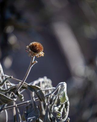 Chihuahuan Desert Botanical Gardens