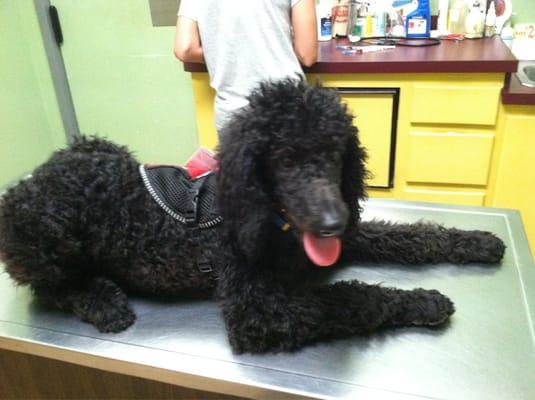 Spring Lake Animal Hospital