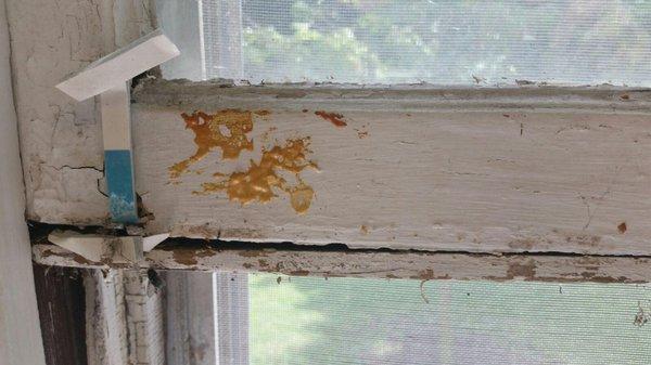 windows were left gross