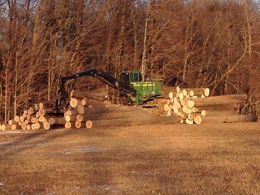 Professional timber harvesting