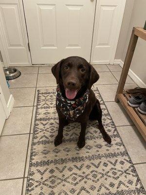 This cutie is very happy after the groomers!