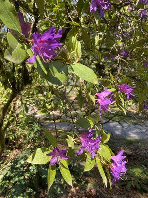 Rhododendron Garden