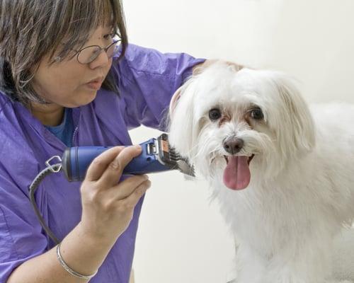 Premier grooming and de shedding services, our grooming salon has extended hours 7 days a week