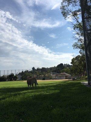 Tommy Lasorda Field of Dreams