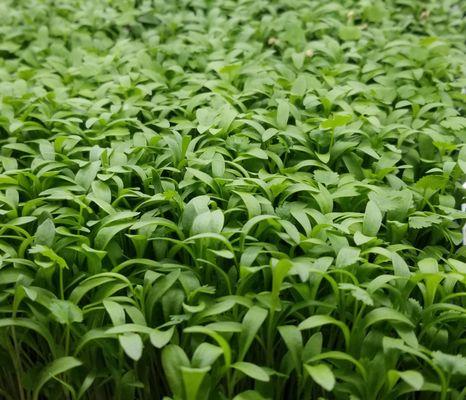 Beutifully grown Micro Cilantro. Chinese parsley so healthy and nutritious. Order your pack now!