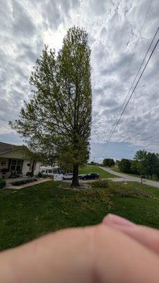 Townsend Tree Service