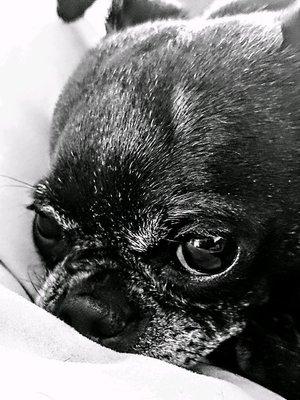 Brandi's moblie grooming