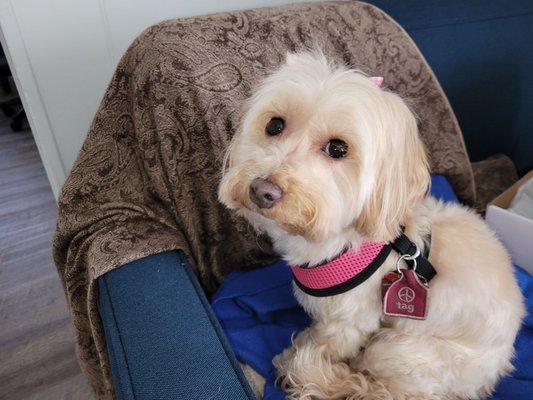 Chloe and her itchy harness