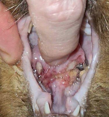 Crago Veterinary Clinic