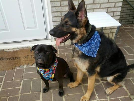 Elite Pet Styling
