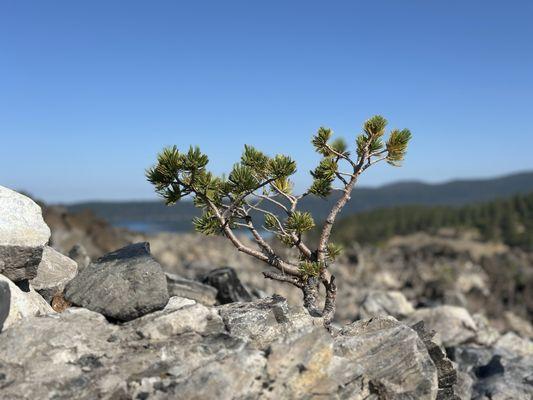 A scrappy little tree