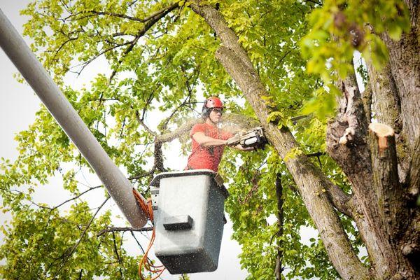 Worcester Tree Service Pros