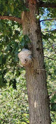 Nature's Way Pest Control - Albany NY