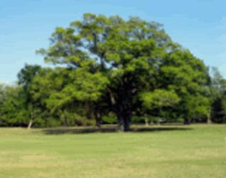 Green Monkey Tree Services Tree Trimming Coral Springs