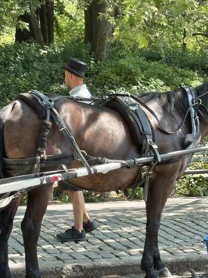 Familiar carriage driver. Haven't seen him in a while. Outside Tavern on the Green. 06/29/25