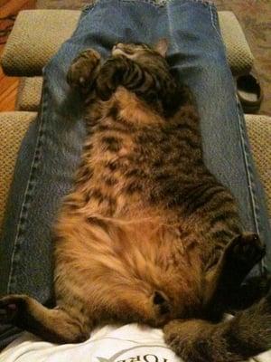 I'm Sawyer. My job is sleeping. I approve my owner's 4-star rating of Sunflower Natural Pet Supplies.