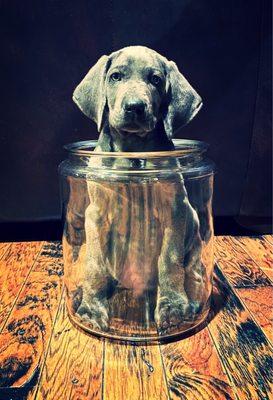 Green Acres Pet Ranch