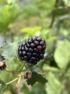Starkey Blueberry Farm