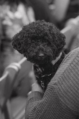 Keelie's Pet Sitting