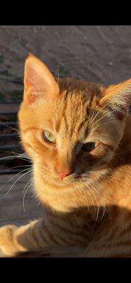 West Texas Emergency Veterinary Clinic