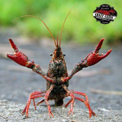 SURPRISE! It's almost Crawfish time!